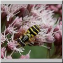 Dasysyrphus albostriatus - Gestreifte Waldschwebfliege w01 hsk.jpg